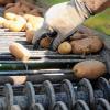 Die Kundschaft will „fehlerfreie“ Kartoffeln, deshalb werden grün gefärbte, ganz kleine oder beschädigte Kartoffeln aussortiert. Die Kundschaft will „fehlerfreie“ Kartoffeln, deshalb werden grün gefärbte, ganz kleine oder beschädigte Kartoffeln aussortiert.
