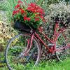 (ong)   Als Fortbewegungsmittel scheint dieses Fahrrad ausgedient zu haben. Dafür darf es nun Ton in Ton im Einkaufskorb am Lenkrad rote Geranien und auf dem Gepäckträger eine Weihrauchpflanze tragen. Gesehen in den Gärten beim Bauhof.