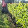 Zeile für Zeile arbeitet sich der Traubenvollernter durch den Weinberg.