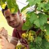 Sein Riesling am Pfülben zwischen Würzburg und Randersacker ist der Lieblingsweinberg von Martin Göbel. Der Geschmackstest ergab: Die Trauben sind fast reif für die Lese.