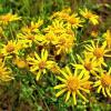 Die Blüte des Jakobskreuzkrautes ist sonnenähnlich, hat 15 bis 20 mm breite Körbchen und circa 13 radial angeordnete goldgelbe Blütenblätter. Das Jakobskreuzkraut kommt vor allem an Böschungen, Straßenrändern und verwilderten Grünlandstandorten vor.
