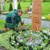 Möglichkeiten einer pflegeleichten und attraktiven Grabbepflanzung zeigen Betriebe des Gärtnerrings Haßberge auf der Landesgartenschau in Bayreuth. Hier: Obermeister Dietmar Hofmann bei der Anlage eines Mustergrabs. Als pflegeleichter Bodendecker bildet der Spindelstrauch (Euonymus) die Basis. Die Farbakzente setzen rosa Dipladenia, weiße „Schneeflocken“ (Euphorbia „Diamond Frost“) und Goldtaler.