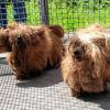 Vorher: Völlig verwahrlost mit verfilztem Fell und eingewachsenen Krallen sind vier Hunde auf einem Parkplatz in Rüdenhausen gefunden worden. Die vier Shih Tzu sind inzwischen im Kitzinger Tierheim gelandet. Unser Bild zeigt zwei der etwa dreijährigen Hunde, bevor sie in einer Tierarztpraxis von ihrem teilweise steinharten Fell befreit wurden.