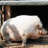 Lebt auf dem Kleinen Gnadenhof: Hängebauchschwein Maya.