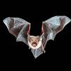 Faszinierend: eine Fledermaus auf Beutefang.