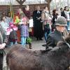(fi)   In großer Zahl waren am Palmsonntag katholische und evangelische Christen in den Spitalgarten gekommen, um den Beginn der Karwoche ökumenisch zu feiern. Auch in vielen anderen Kirchen der Region wurde der Tag begangen. Pfarrer Stefan Mai erinnerte daran, dass das immer als Jubelruf verstandene Hosianna im Hebräischen auch ein Flehruf ist mit der Bedeutung „Hilf doch“ ist. Sein evangelischer Amtsbruder Reiner Apel trug das Evangelium vor. Dabei waren auch die Kinder von der Kinderkirche und den Kindergärten, die Lebenssituationen vorstellten, aus denen sich Flehrufe ergeben. Danach weihte Pfarrer Mai die Palmzweige und Sträuße aus anderen Gewächsen. Bei der Feier war auch ein echter „evangelischer Esel“ (Zitat Pfarrer Mai) dabei. Zur Erklärung: Das Tier stammt vom Erlebnishof Pfister in Neuhof, dessen Besitzer protestantisch sind. Auf einem Esel war Jesus kurz vor seiner Kreuzigung triumphal in Jerusalem eingezogen. Nach der kurzen, von der Stadtkapelle umrahmten Feier gingen die beiden Konfessionen wieder getrennte Wege in die Stadtpfarrkirche und die Erlöserkirche. Zur Palmweihe gibt es auch ein kleines Video unter www.mainpost.de.
