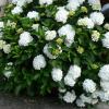 Hortensie bei Irmgard Lehnert in Dürrnhof.