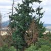 Käfer und Dürre machen dem Wald schwer zu schaffen. Die Forstbetriebsgemeinschaft Haßberge bietet derzeit gemeinsam mit dem Amt für Ernährung, Landwirtschaft und Forsten Schweinfurt mehrere Informationsveranstaltungen zu diesem Thema für Waldbesitzer an.