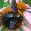 (kri)   Unsere Leserin Brigitte Bischoff staunte nicht schlecht, als sie im Garten auf dem Sonnenhut eine schwarze Hummel entdeckten. Sie hat das auffällige und große Insekt gleich fotografiert. Nach den Informationen, die Brigitte Bischoff im Internet gesammelt hat, handelt es sich um eine Holzbiene, die den Weg aus dem mediterranen Raum über die Alpen zu uns fand. Sie nistet in abgestorbenem Holz, daher der Name Holzbiene.