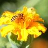 Schwebfliegen können mit ihrem kurzen Rüssel nur an bestimmten Pflanzen Nektar saugen, wie hier an einer Tagetes.