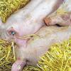 Schweineleben: So putzig Schweine oder Ferkel auch aussehen – ihre Ausscheidungen riechen heftig. Das bringt in der Umgebung größerer Mastanlagen wie in Volkach Ärger mit den Anwohnern.
