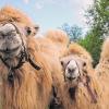 Neugierig: Die jungen Kamelhengste Sultan und Iwan reisen mit dem Circus Herkules durch Deutschland.