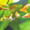 Kleine Schwimmer: Triangel-Guppys im Aquarium. Am Sonntag gibt's im Fechenbach-Haus eine Börse für bunte Zierfische.SEBASTIAN KAHNERT, DPA