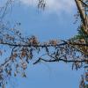 Die Auswirkungen des Klimawandels sind auch in Würzburg zu sehen: Viele Baumkronen im Stadtwald sind bereits abgestorben. 