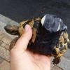 Schildkröte mit Sender auf Panzer gefunden