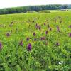 Naturpark-Exkursion auf die Weikertswiese: Für Farbtupfer sorgen die Blüten des Breitblättrigen Knabenkrauts.