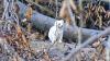 Lebt das schielende Opossum Heidi etwa noch und streift jetzt durch den Spessart? Nein, hier handelt es sich um ein Wiesel im Winterkleid. So weiß ist es im Schnee sehr gut getarnt – nur diesen Winter haut die Tarnung nicht recht hin.