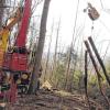 Drei auf einen Streich: Bei dieser Fahrt bringt der Seilkran nur drei dünne Stämme den Berg herauf. Doch er packt auch richtig dicke Brummer, von denen im Steilhang am Buchenberg in den vergangenen Jahrzehnten etliche herangewachsen sind.