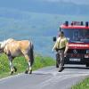 Drei Stunden hält ein Pferd Polizei und Feuerwehr im Raum Gemünden in Atem. Der Vierbeiner büxt aus dem Stall aus und macht sich auf den Weg von Karsbach in Richtung Adelsberg. Dabei quert er mehrfach viel befahrene Straßen. Mehrere Versuche, das Pferd einzufangen, schlagen fehl – bis die Verfolgungsjagd in Reichenbuch zu Ende geht.