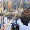 Artenvielfalt auf kleinem Raum: Voller Leben präsentieren sich die bereits bestehenden Biotope in der Forstabteilung „Ziegelschlag“.