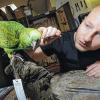 Streicheleinheiten: Der Präparator Jan Panninger legt Stuttgart im Naturkunde Museum Schloss Rosenstein letzte Hand an eine präparierte Amazone.