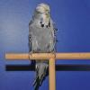 (mb)   1334 Wellensittiche in allen erdenklichen Farbnuancen zeigten am Wochenende 83 Aussteller aus ganz Deutschland bei der 55. DSV Bundesschau (Deutsche Standard Wellensittich-Züchter-Vereinigung). Zu der farbenfrohen Vogelschau hatte die DSV Ortsgruppe Würzburg in die Jakobstalhalle in Theilheim eingeladen. Bewertet wurden die Tiere von sieben Preisrichtern aus Deutschland und der Schweiz. Bewertungskriterien waren dabei die Größe (Mindestgröße 21,5 cm), die Farbe, die Kopfform und die Maske (Tupfer an der Kehle des Vogels). „Wichtig ist dabei, dass der Vogel harmonisch ausschaut“, erklärte Frank Dinkel von der Ortsgruppe Würzburg. Bundessieger bester Altvogel wurde ein blauer männlicher Wellensittich von Florian Böck aus Augsburg. Den besten Altvogel Gegengeschlecht, in diesem Fall weiblich (im Bild), konnte Brigitte Mikschofsky aus Geroldshausen mit einem grauen Wellensittich vorweisen. Mikschofsky war außerdem Sieger in der Sparte „Bestes Team“ (vier gleiche Vögel). Wellensittiche stammen ursprünglich aus Australien, ihre Urfarbe ist grün. Aus dieser Farbgebung sind bis heute ungefähr 50 Farbgruppen gezüchtet worden, die alle Varianten der Farben grün, blau und grau sind. Im kommenden Jahr findet die DSV Bundesschau in Dresden statt. Weitere Informationen gibt's im Internet: www.dsv-ev.de; www.dsv-ortsgruppe-wuerzburg.de.