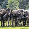 (dpa)  Bei kühlen Temperaturen und Sonnenschein hat in Bad Hindelang im Oberallgäu der Viehscheid begonnen. Tausende Schaulustige kamen am Mittwoch, um die Hirten und Rinder zu begrüßen, die vor dem Winter ins Tal zurückkehren. Auf dem großen Scheidplatz wurden die Rinder von den Hirten einzeln aus der Herde „ausgeschieden“ und in die Obhut ihrer Besitzer gegeben. Das Ende des Bergsommers wird im Allgäu traditionell mit großen Volksfesten in etwa 30 bergnahen Orten gefeiert.