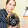 Gerettet: Im Würzburger Tierheim kümmerte sich Tierheimleiterin Anja Schneider um den jungen Hund, der in Würzburg von einer Brücke in den Main geworfen wurde.