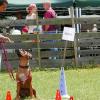 Firmen & Fakten: Hundeschule jetzt in Unterspiesheim