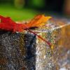 (hä)   Die Tage werden kürzer, die Nächte kälter, das Laub immer bunter. Kein Zweifel: Trotz der noch relativ milden Temperaturen hat der Herbst in den Haßbergen Einzug gehalten. Bald wird der erste Herbststurm übers Land fegen. Dann wird es auch dieses einsame Blatt in alle Winde verweht haben.
