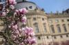Zahlreiche Bäume und Blumen blühen am Mittwoch (05.4.17) im Hofgarten der Residenz in Würzburg. Zahlreiche Bäume und Blumen blühen am Mittwoch (05.4.17) im Hofgarten der Residenz in Würzburg.