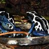 Exotische Tiere in der Wohnung: Die Pfeilgiftfrösche von Andrea Eckert aus Wombach zeichnen sich aus durch ihre Farbenpracht. Im Bild sind zwei Exemplare der Gattung Dendrobates tinctorius Qyapok zu sehen. Sie können bis zu 45 Millimeter groß werden.