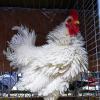 Besonderheit: Strupphuhn des Züchters Wilhelm Kuhn.
