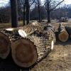 (ric)    Als vor einem Jahr 60 große Holzpappeln auf den Mainwiesen hauptsächlich im Bereich der Sanderau an der Kurt-Schuhmacher-Promenade und in der Feggrube gefällt wurden, gab es einen großen Aufschrei in der Bevölkerung. Mit den am Boden liegenden Baumriesen sahen viele die Erholungslandschaft dramatisch verändert. Doch schon damals war bekannt, dass das nur der Anfang dieser Aktion ist. Ab der kommenden Woche werden im Bereich Zellerau zwischen der Gemarkungsgrenze Zell und dem neuen Skatepark weitere 40 Großpappeln gefällt. Im nächsten Jahr sollen noch einmal 50 im Bereich der Mainwiesen den Motorsägen zum Opfer fallen. Grund ist die Zermürbung des Holzes in den riesigen Ästen dieser Pappeln, die zu plötzlichem Astabwurf führt und damit gerade in dieser belebten Zone eine Gefahr ist. Die Stadtverwaltung ist sich allerdings über den hohen Wert dieser Erholungsflächen der Mainwiesen mit insgesamt 1100 Parkbäumen bewusst und sorgt für Ersatz. 100 Parkbäume wurden sofort nachgepflanzt, für die 40 Holzpappeln, die in diesem Jahr gefällt werden sollen, sind sind weitere 80 Ersatzpflanzungen vorgesehen. Im Zeitraum der Fällarbeiten in der Zellerau von rund drei Wochen wird es für Radler und Fußgänger Behinderungen geben. Umleitungen werden ausgeschildert. Auf unseren Bildern (links) gefällte Pappeln vom Vorjahr in der Sanderau und Neupflanzungen, die unmittelbar danach folgten. FotoS: RICHARD WUST / THERESA MÜLLER
