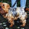 (mey)   Klein, aber oho – das ist Yoshi. Der kastrierte Rüde aus dem Geschlecht der Yorkshire-Terrier hat's faustdick hinter den Puschel-Ohren: Yoshi ist hundeverträglich, verschmust, verspielt und ein Freund ausführlicher Spaziergänge. Der einjährige Hunde-Herr hat's trotz aller Liebenswürdigkeit nicht so sehr mit Katzen – und alleine bleiben über viele Stunden, das ist nicht sein Ding. Yoshi passt fast in jeden Haushalt, nur kleine Kinder und der kleine Hund sind keine gute Kombination. Wer den Yorkshire treffen will, ruft im Kitzinger Tierheim an unter  (0 93 21) 50 63 oder klickt auf www.tierheim-kitzingen.de