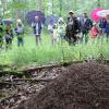 Die Begeisterung der ehrenamtlichen Ameisenschutzbeauftragten Christiane Reuß (vorne) über die schier unfassbaren Leistungen der bedrohten Waldameisen und ihren Nutzen für das Ökosystem ging schnell über auf die Wandergruppe des Rhönklub-Zweigvereins Mellrichstadt, die im lichten Mischwald des Rehbergs über die faszinierende Lebenswelt der Waldameisen informiert wurde.