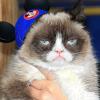 ARCHIV - 01.03.2015, USA, Los Angeles: "Grumpy Cat" kommt zur Weltpremiere von Disneys «Cinderella» im El Capitan Theatre Hollywood. Die US-Katze, die durch ihr stets mürrisches Gesicht 2012 zur Internet-Sensation wurde, ist tot.