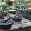 Das japanische Wort "bonsai" bedeutet "Anpflanzung in der Schale". Das japanische Wort "bonsai" bedeutet "Anpflanzung in der Schale".