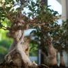 Uriger Stamm: Der Bonsai-Baum wird durch Schnitt-Techniken klein gehalten und in künstlerischer Gestaltung in eine gewünschte Wuchsform gebracht. Das Ziel: Groß aussehen im Kleinen. Uriger Stamm: Der Bonsai-Baum wird durch Schnitt-Techniken klein gehalten und in künstlerischer Gestaltung in eine gewünschte Wuchsform gebracht. Das Ziel: Groß aussehen im Kleinen.