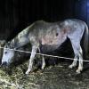 Notfall: Für den Wallach „Varient“ (Bild) und die Stute „Szenario“ sucht der Förderverein „Lucky Farm“ eine Pflegestelle.