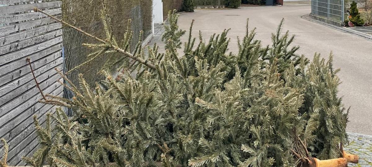 Sonderabholung der Müllabfuhr: So können Christbäume in Augsburg abgegeben werden