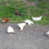 Am Sonntagmorgen wurden tote Hühner, teilweise mit abgerissenen Köpfen, auf dem Pendlerparkplatz bei Knetzgau gefunden.