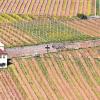 Wahrzeichen: Der Valentinuskapelle verdankt Frickenhausens bekannteste Weinlage Kapellenberg ihren Namen. Im historischen Rathaus des Ortes laden 32 Winzer aus den Gemeinden entlang des südlichen Maindreiecks zu einer großen Verkostung ein.