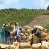 Schwerstarbeit: In der glühenden Hitze bedienen diese Männer in Guatemala eine kleine Mais-Dreschmaschine.