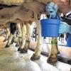 Gemolken: Milchkühe werden laut Tierschützern zum Opfer des Preiskampfes im Lebensmitteleinzelhandel.Alex Heimken, dpa