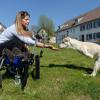 Hunde-Rollstuhl:  Hundebesitzerin Petra Rapp gibt in Riedhausen (Baden-Württemberg) ihrer behinderte Mischlingsdame Luisa eine Leckerei, während Luisa auf den Hinterläufen vor ihrem Laufwagen steht. Der Hundemischling hat von Geburt an keine Vorderläufe. Um der Hündin die Fortbewegung zu erleichtern, hat ihre Familie in Riedhausen bei Ravensburg etwas für sie einen Rollstuhl aus dem 3D-Drucker erfunden.