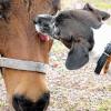 Angenehm: Hund Ricky macht bei Zebroid Jason die Morgenwäsche.