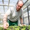 Harald Zimmermann stutzt die Pflanzen des Sommerflors im Gartenamt in Lengfeld.