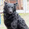 (mey)   Temperament pur – Lilly, die kroatische Schäferhündin, ist der richtige Begleiter für Menschen mit viel Freude an Bewegung. Die vierjährige Hütehund-Dame bringt nicht nur Agilität mit. Lilly ist stubenrein, hundeverträglich, fröhlich, verspielt und liebevoll. Die lackschwarze Schönheit ist laut Angela Drabant aber sicher kein Anfängerhund. Wer jedoch etwas Erfahrung hat, Lilly mit Arbeit und Spiel begeistert, wird einen willigen Partner fürs Hund-Mensch-Leben haben. Übrigens: Der Stummelschwanz ist Drabant zufolge nicht kupiert, sondern angezüchtet. Kontakt zu Lilly im Kitzinger Tierheim unter  (0 93 21) 50 63 oder im Internet unter www.tierheim-kitzingen.de