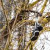 (aj)   Ungewöhnliche Früchte trägt der große Baum neben der Skater-Anlage am Zellerauer Mainufer – und das den ganzen Winter hindurch: Etliche paar Schuhe hängen in den Ästen und erinnern damit an so genannte „Schuhbäume“, wie sie weltweit zu finden sind, die meisten in den USA. Zu Entstehung und Motiven gibt es verschiedenste Erklärungen. Warum bindet jemand mit den Schnürsenkel seine Schuhe  zusammen und schleudert sie auf den Baum? Manche tun es offenbar, um symbolisch ihre Sorgen von sich zu werfen. Andere verbinden Wünsche damit und schreiben sie teilweise auf die Schuhe. Und wieder andere machen sich einfach einen Spaß – ohne große Hintergedanken. So auch einige Skater-Jungs aus der Zellerau. Sie kamen eines Tages auf die Idee, ihre ausrangierten Skaterschuhe am nahen Baum zu deponieren, als passendes Schmuckwerk zur Anlage. Und vielleicht erwächst daraus ja wirklich noch ein echter „Schuhbaum“...